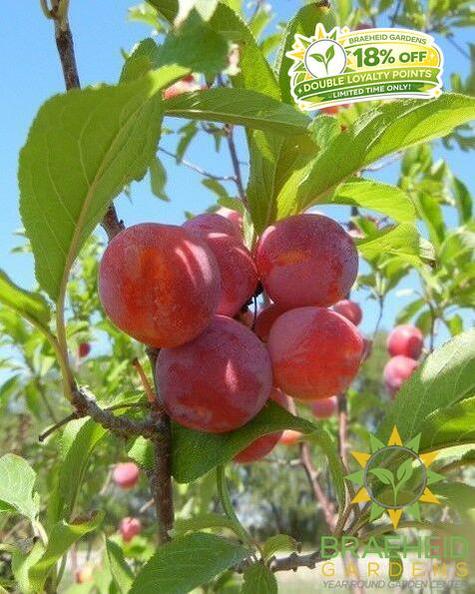Toka Plum