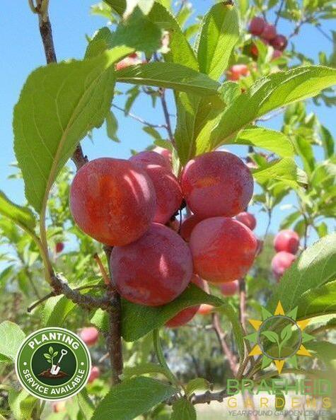 Toka Plum