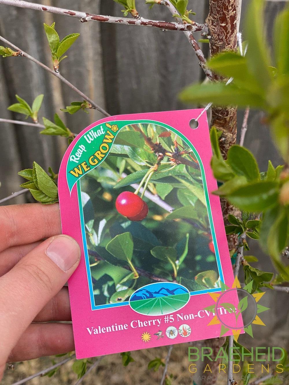 Valentine Cherry Tree- Tree for sale, Grown in Grande Prairie -Braeheid Gardens Ltd. on Emerson Trail