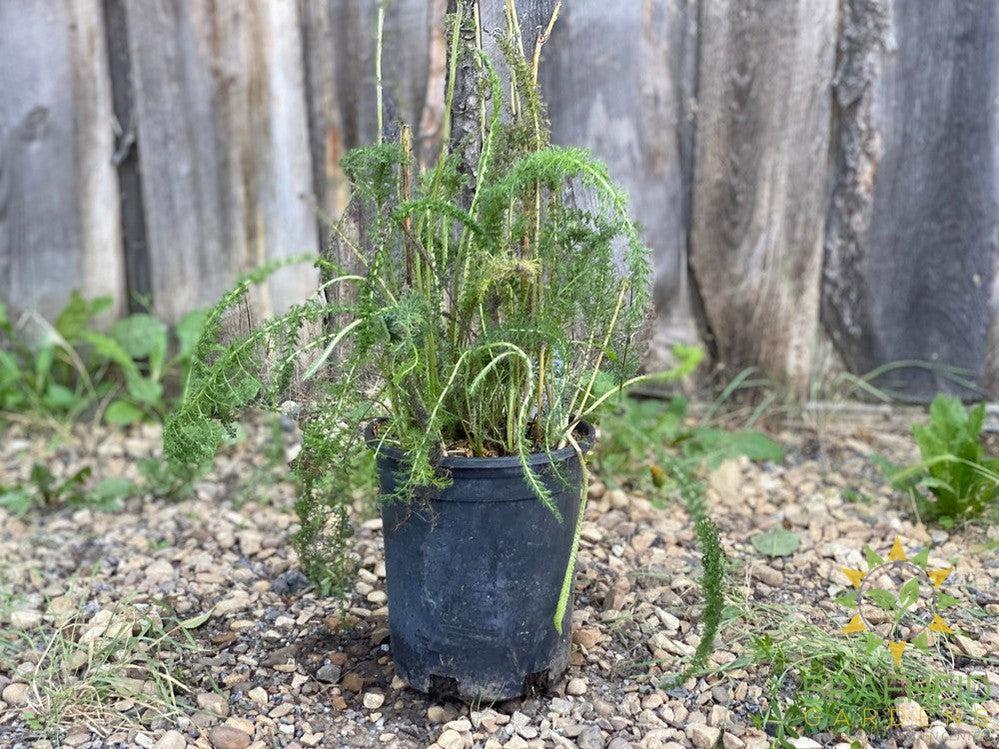 Common Yarrow