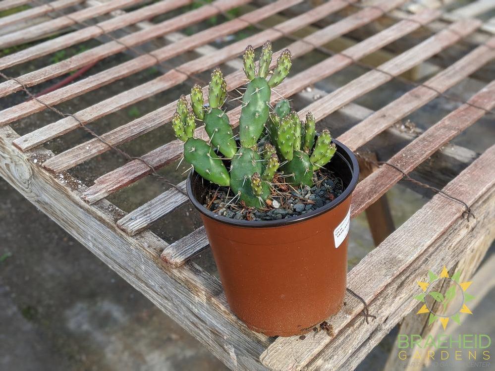 Opuntia 'Claude Arno' - Cold Hardy