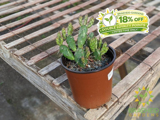 Opuntia 'Claude Arno' - Cold Hardy