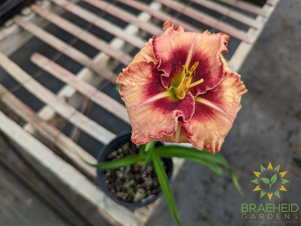 Daylily Lies and lipstick - NO SHIP -