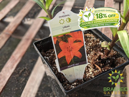 Lilium Tiger Lily 'Brunello' -NO SHIP-