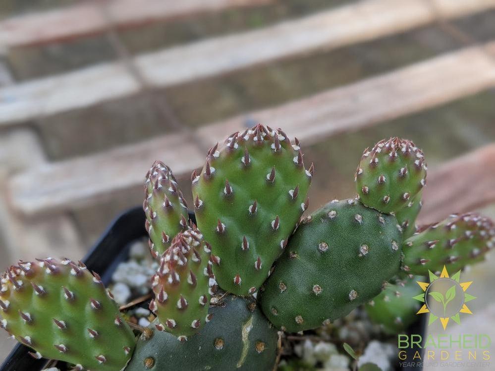 Opuntia Fragilis 'Pony' - Cold Hardy