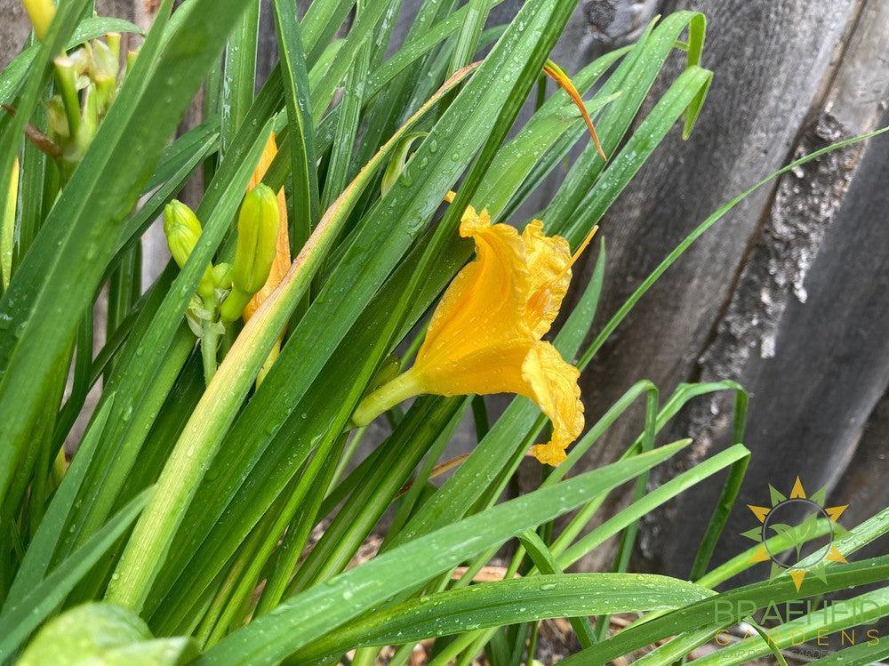 Daylily Stella D'oro Yellow - NO SHIP -