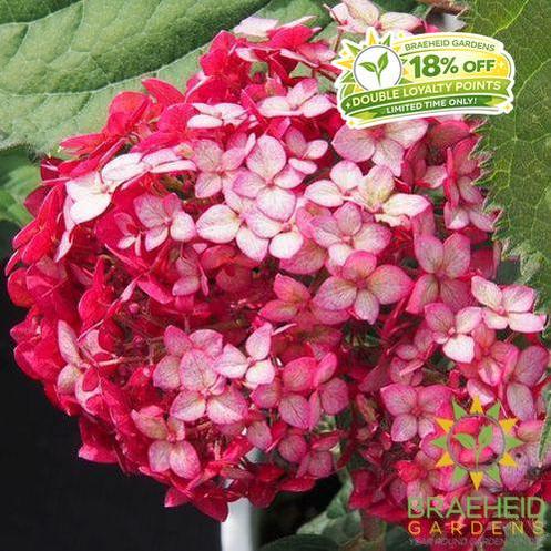 Invincibelle® Ruby Hydrangea