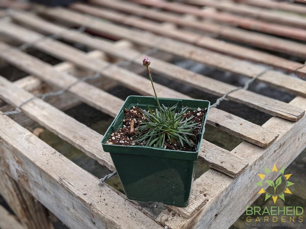 Armeria 'Rubrifolia' - NO SHIP -