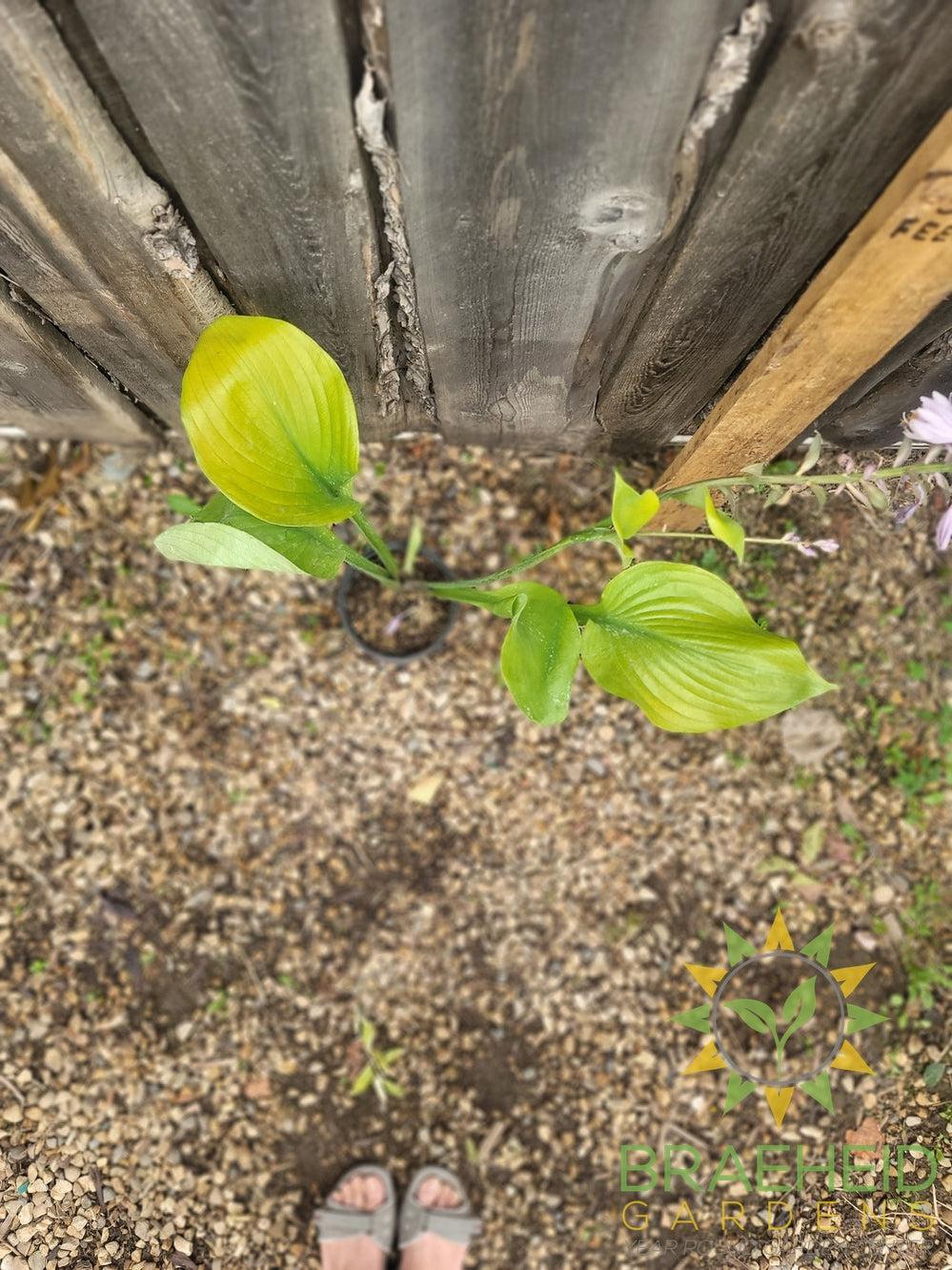 Sum and Substance Hosta - NO SHIP