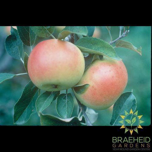 Goodland Apple- Tree for sale, Grown in Grande Prairie -Braeheid Gardens Ltd. on Emerson Trail