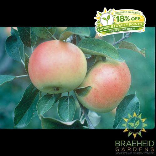 Goodland Apple- Tree for sale, Grown in Grande Prairie -Braeheid Gardens Ltd. on Emerson Trail