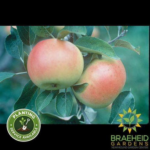 Goodland Apple- Tree for sale, Grown in Grande Prairie -Braeheid Gardens Ltd. on Emerson Trail