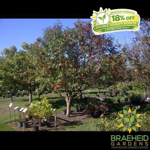 American Mountain Ash- Tree for sale, Grown in Grande Prairie -Braeheid Gardens Ltd. on Emerson Trail