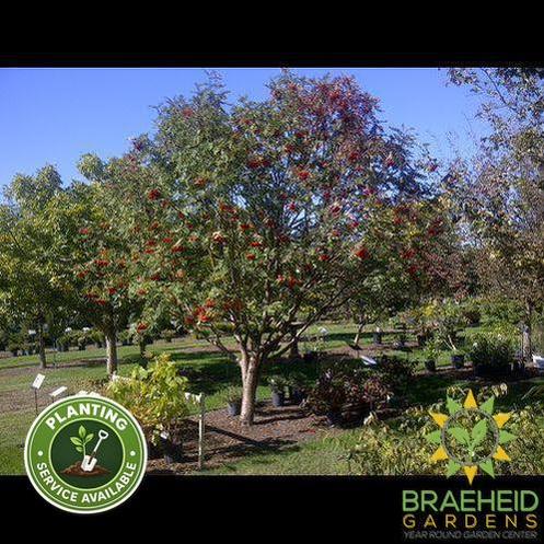 American Mountain Ash- Tree for sale, Grown in Grande Prairie -Braeheid Gardens Ltd. on Emerson Trail