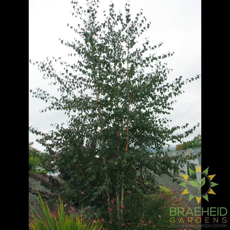 Royal Frost Birch