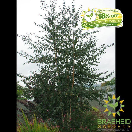 Royal Frost Birch
