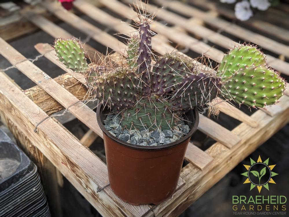 Opuntia Polycantha 'Purple Desert' - Cold Hardy