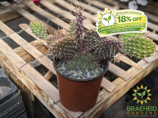 Opuntia Polycantha 'Purple Desert' - Cold Hardy