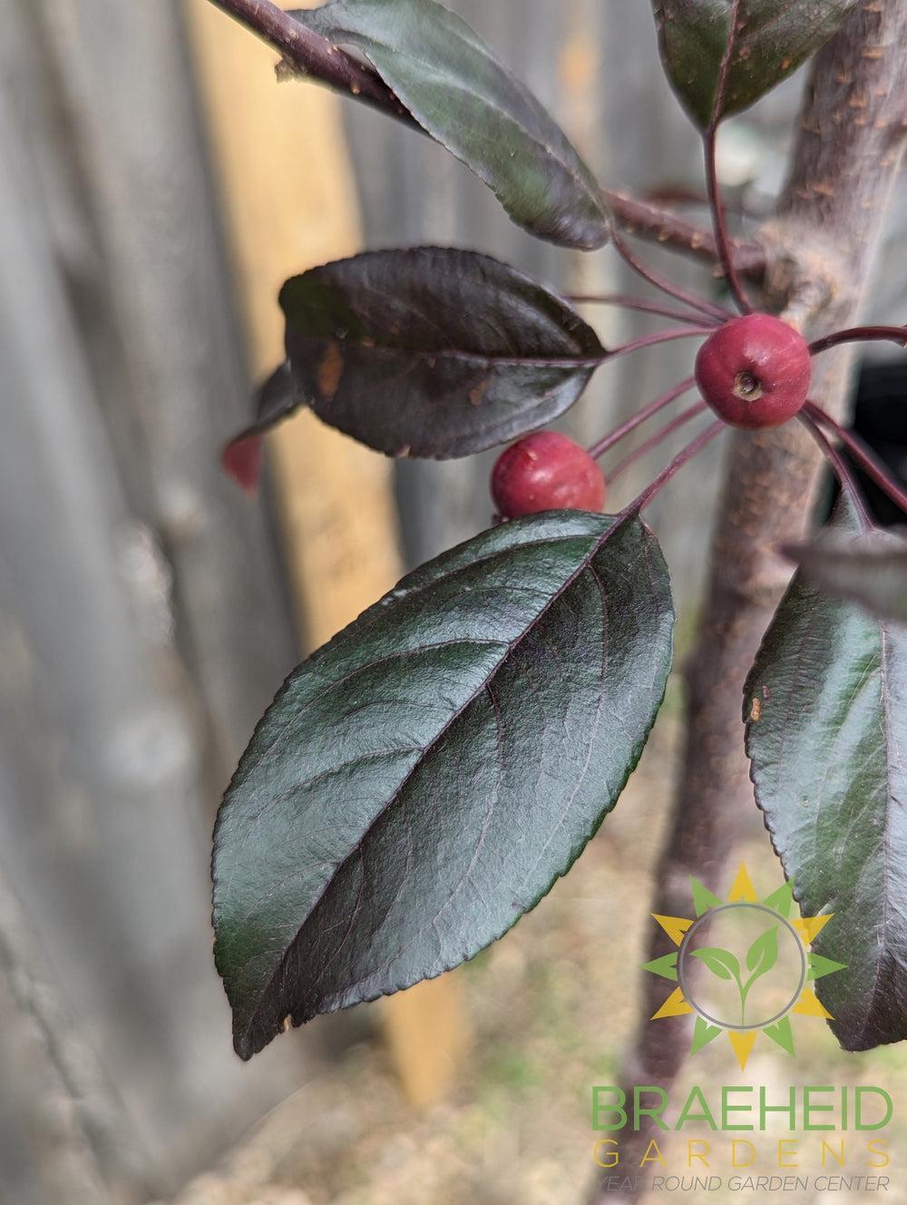Gladiator® Rosybloom Crabapple- Tree for sale, Grown in Grande Prairie -Braeheid Gardens Ltd. on Emerson Trail