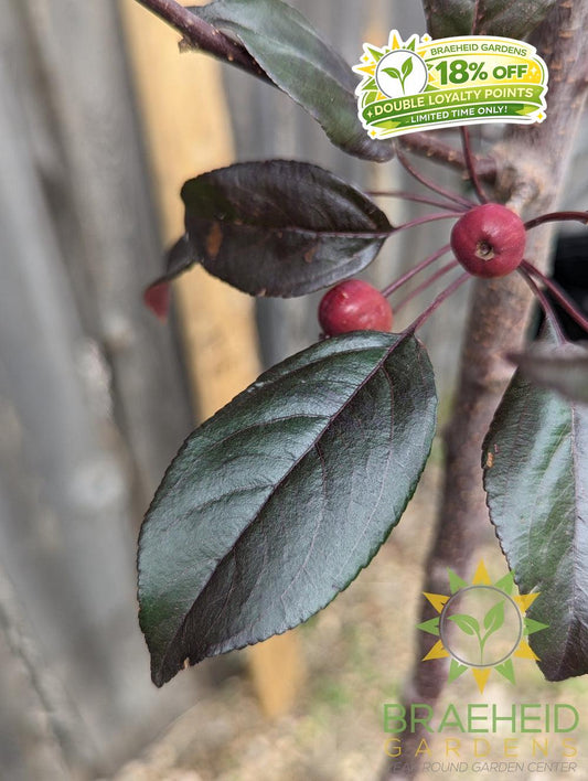 Gladiator® Rosybloom Crabapple- Tree for sale, Grown in Grande Prairie -Braeheid Gardens Ltd. on Emerson Trail