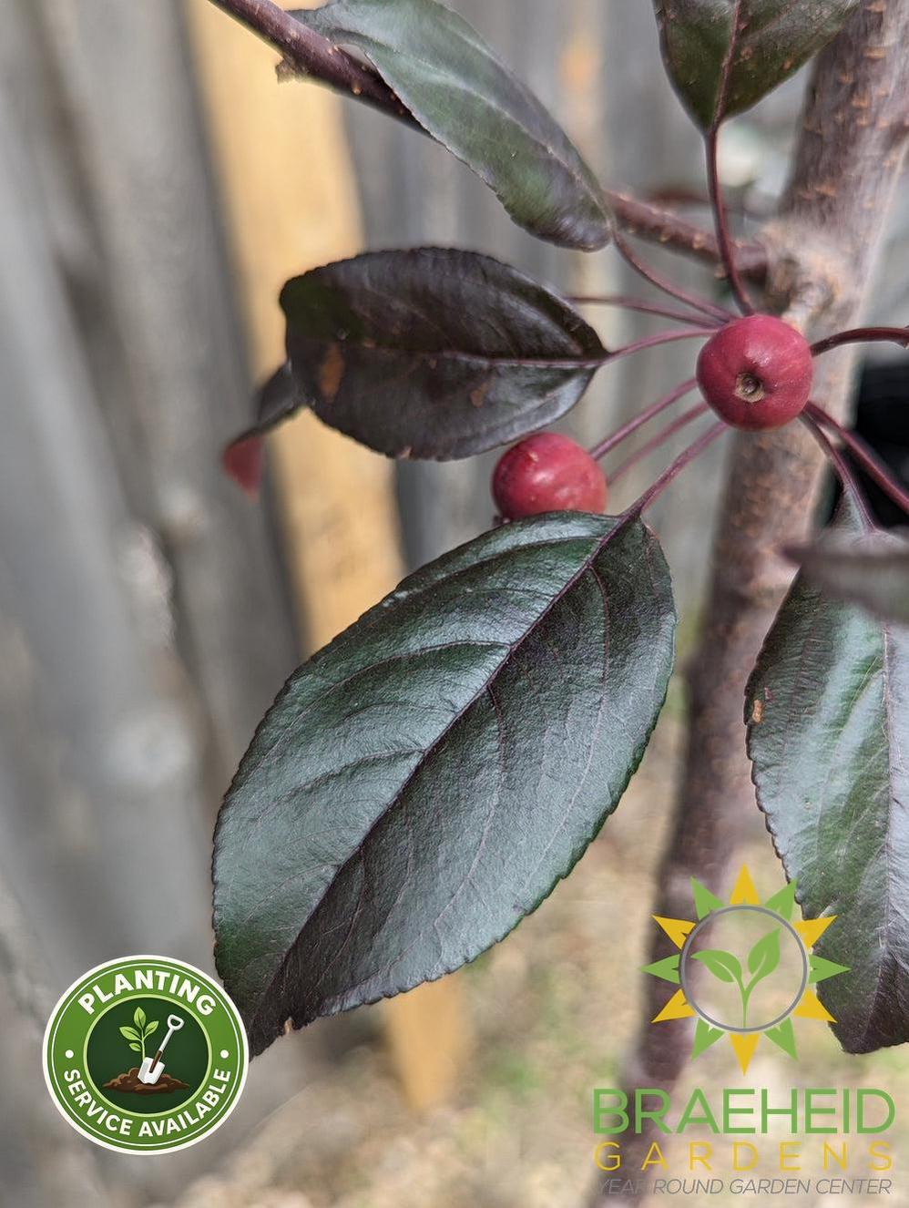 Gladiator® Rosybloom Crabapple- Tree for sale, Grown in Grande Prairie -Braeheid Gardens Ltd. on Emerson Trail
