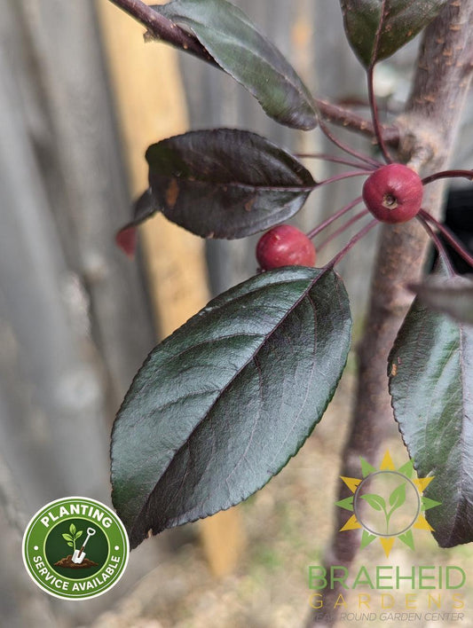 Gladiator® Rosybloom Crabapple- Tree for sale, Grown in Grande Prairie -Braeheid Gardens Ltd. on Emerson Trail