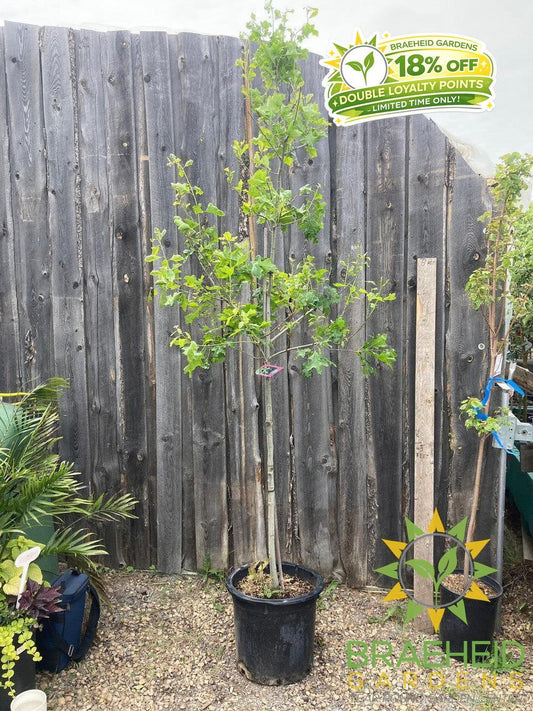 Shooting Star™ Northern Pin Oak- Tree for sale, Grown in Grande Prairie -Braeheid Gardens Ltd. on Emerson Trail