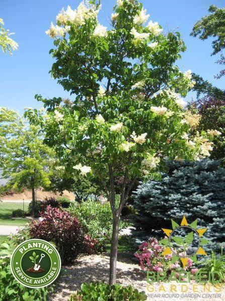 Ivory Silk Japanese Tree Lilac- Tree for sale, Grown in Grande Prairie -Braeheid Gardens Ltd. on Emerson Trail