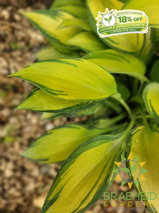 Hosta 'June' -NO SHIP -