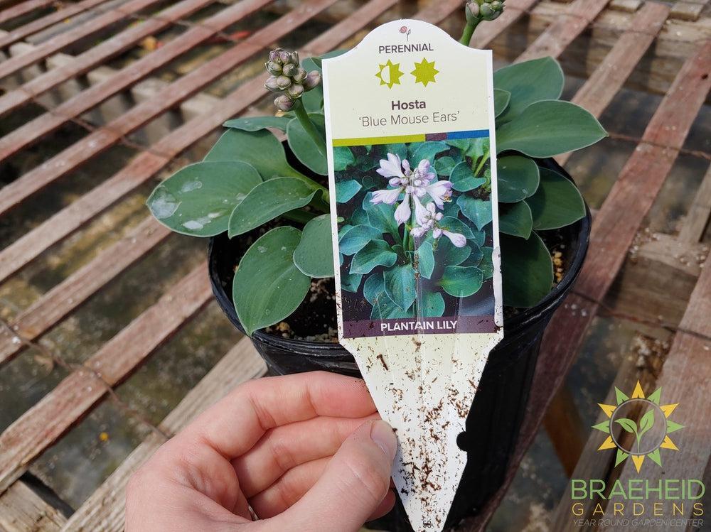 Hosta 'Blue Mouse Ears' -NO SHIP -