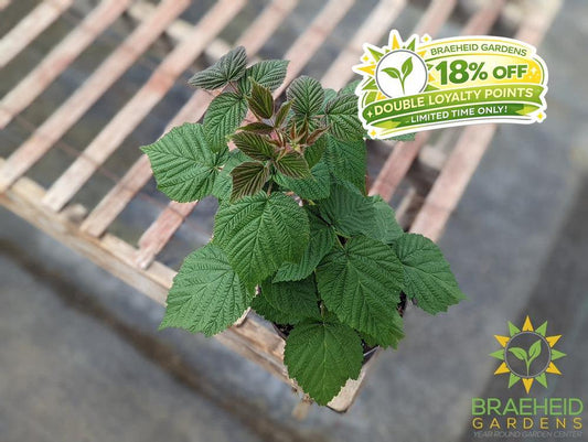 Buy Heritage Raspberry an Edible Shrub in Grande Prairie Alberta - Braeheid Gardens Ltd.