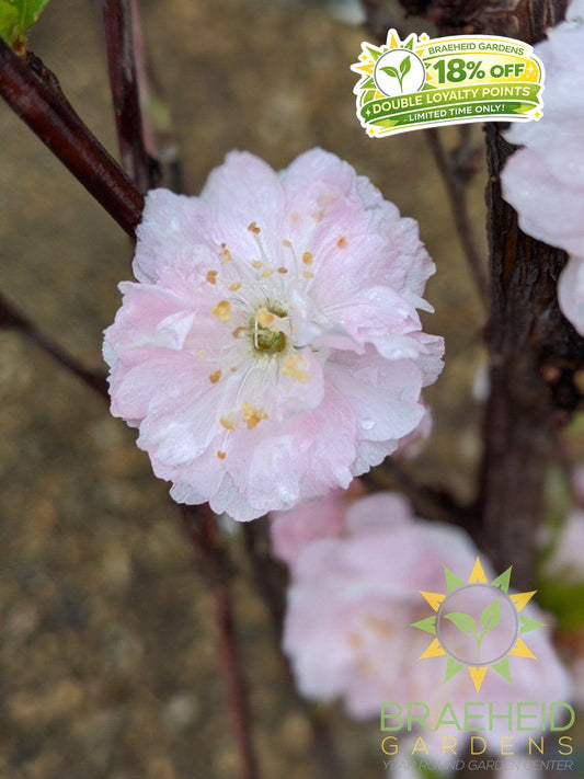 Double flowering plum Grande Prairie Alberta 