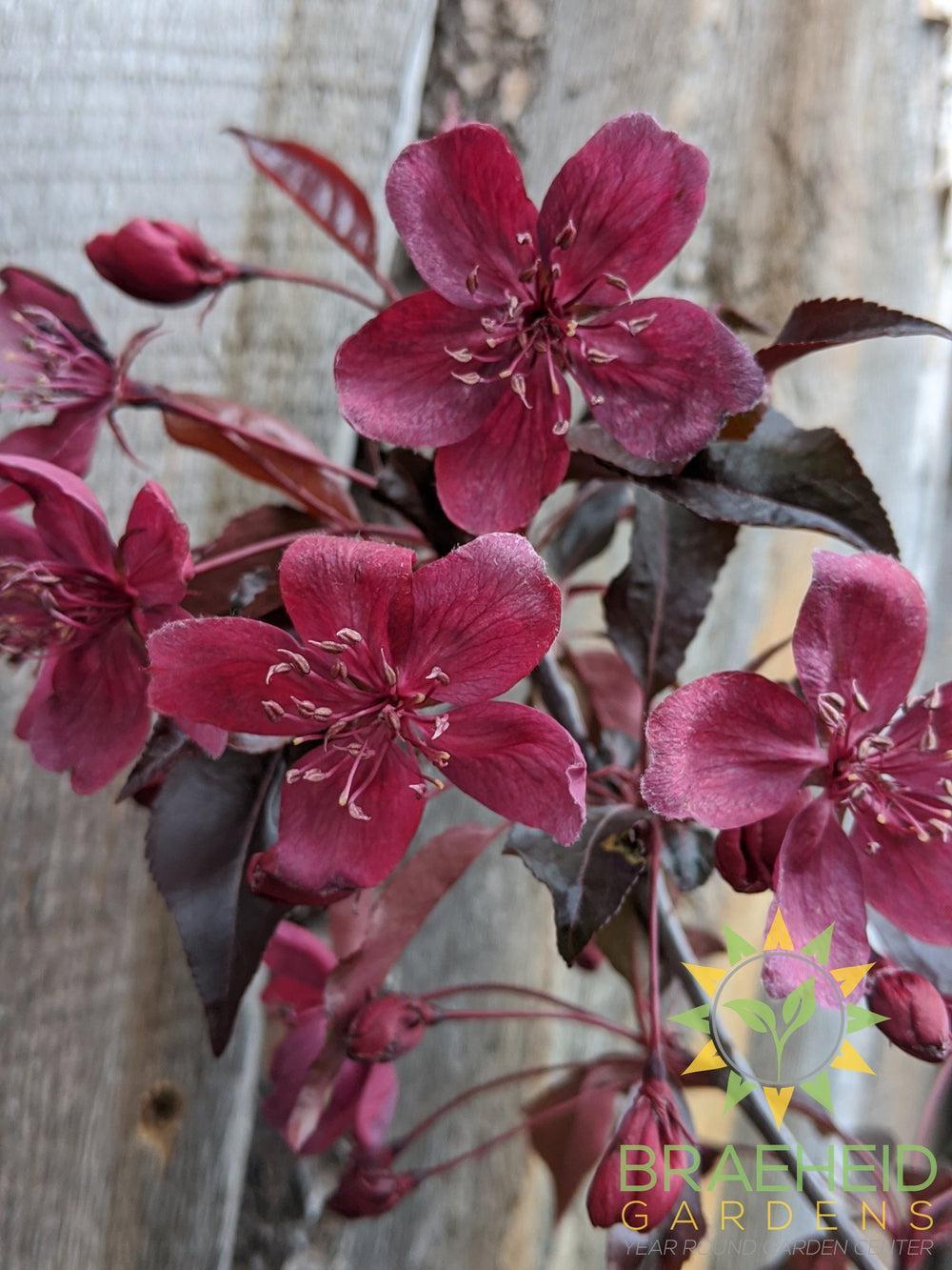Royalty Flowering Crabapple- Tree for sale, Grown in Grande Prairie -Braeheid Gardens Ltd. on Emerson Trail