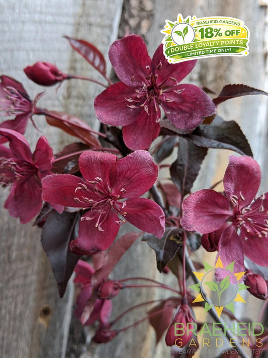 Royalty Flowering Crabapple- Tree for sale, Grown in Grande Prairie -Braeheid Gardens Ltd. on Emerson Trail