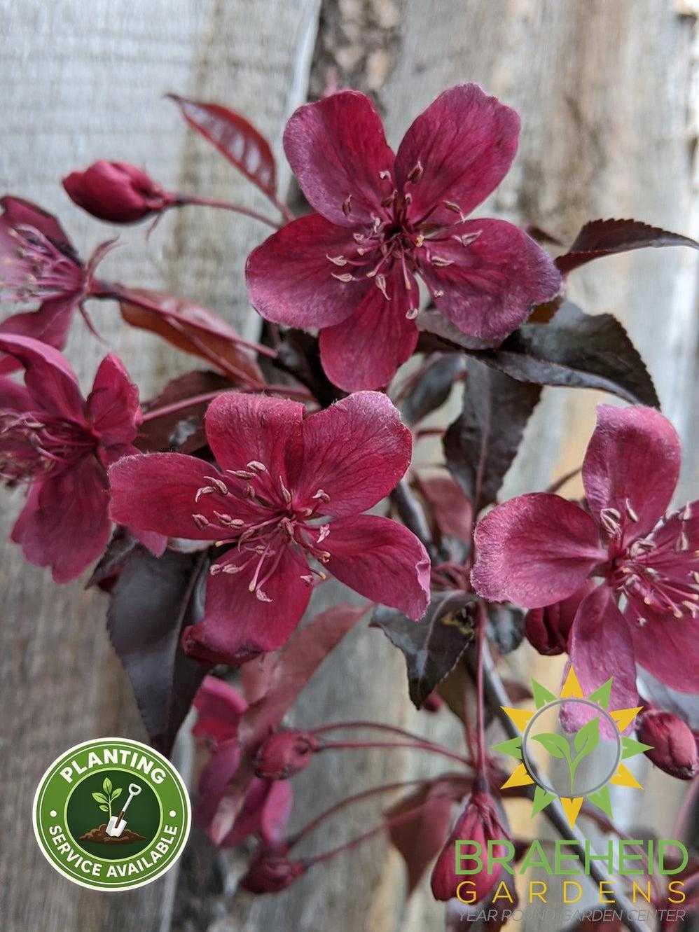 Royalty Flowering Crabapple- Tree for sale, Grown in Grande Prairie -Braeheid Gardens Ltd. on Emerson Trail