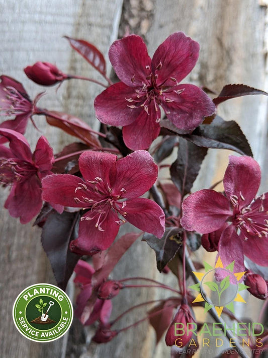 Royalty Flowering Crabapple- Tree for sale, Grown in Grande Prairie -Braeheid Gardens Ltd. on Emerson Trail