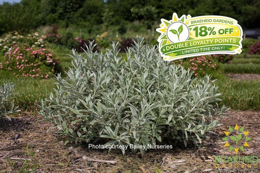 Iceberg Alley™ Sageleaf Willow