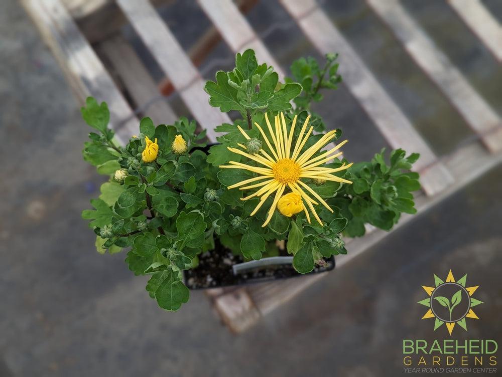 Chrysanthemum 'Mammoth Yellow Quill' - NO SHIP -