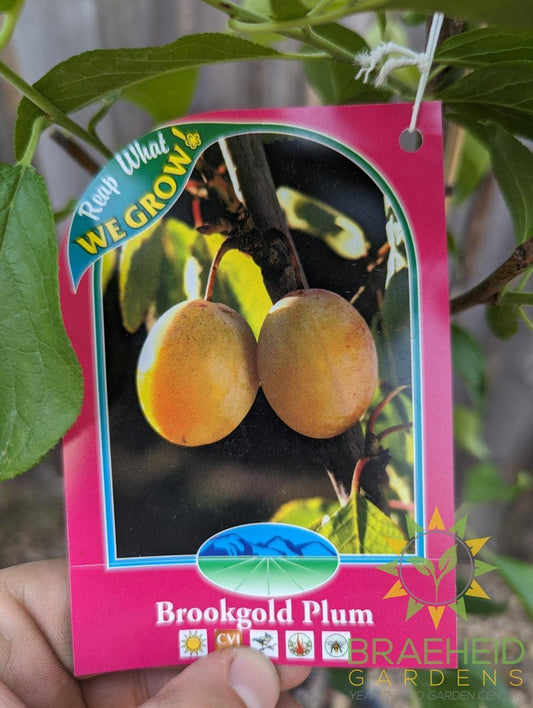 Brookgold Plum- Tree for sale, Grown in Grande Prairie -Braeheid Gardens Ltd. on Emerson Trail