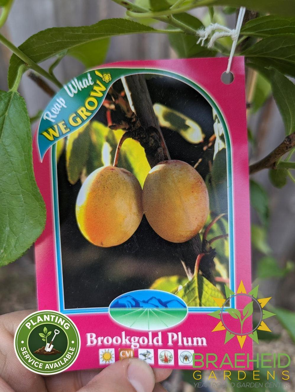 Brookgold Plum- Tree for sale, Grown in Grande Prairie -Braeheid Gardens Ltd. on Emerson Trail
