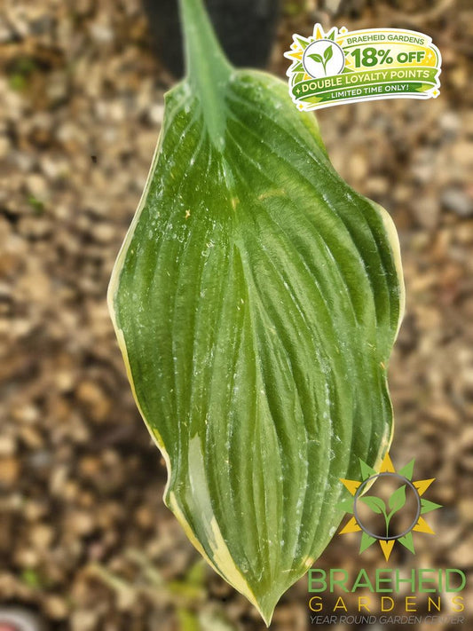 Hosta Regal Splendor -NO SHIP -