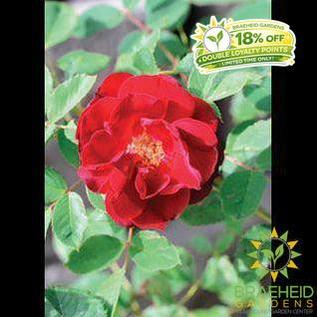 Hope for Humanity Rose