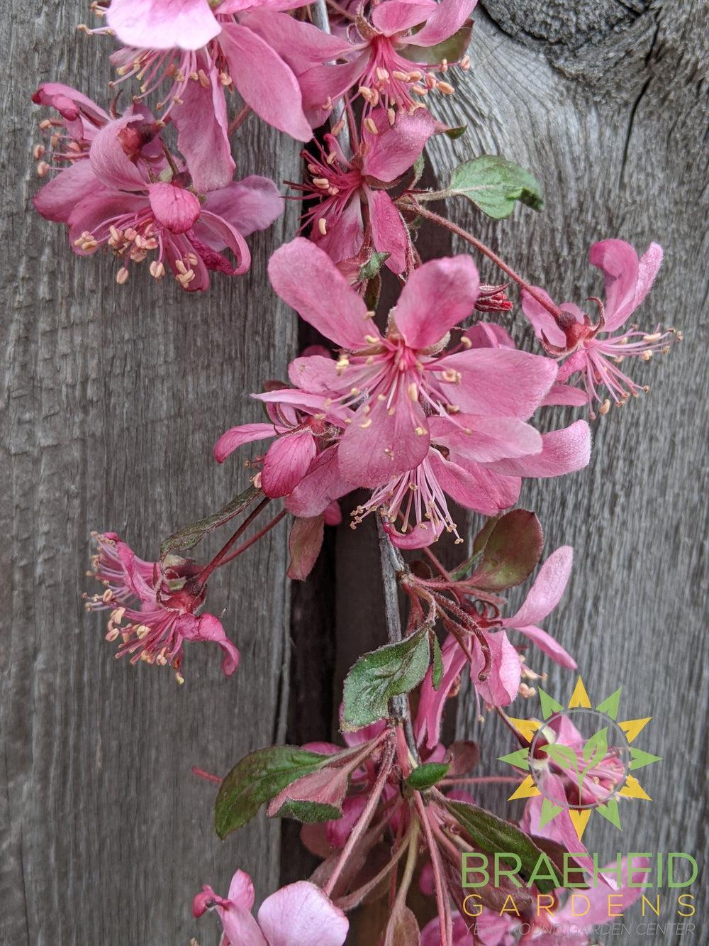 Rosy Glo Weeping Crabapple- Tree for sale, Grown in Grande Prairie -Braeheid Gardens Ltd. on Emerson Trail