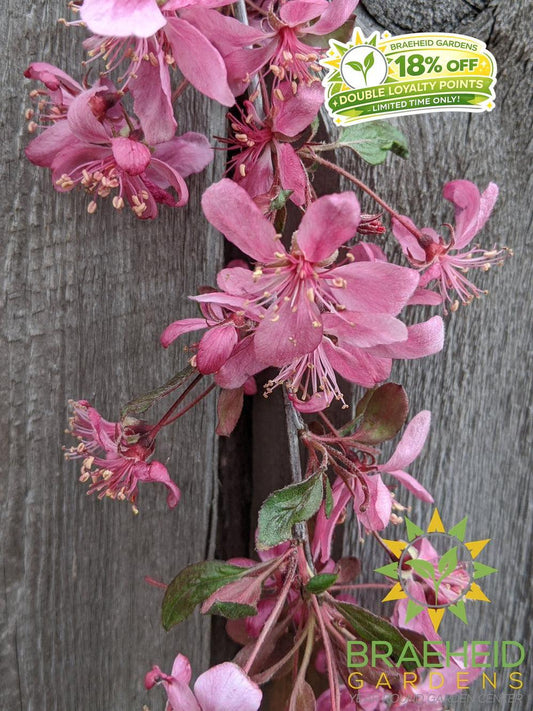 Rosy Glo Weeping Crabapple- Tree for sale, Grown in Grande Prairie -Braeheid Gardens Ltd. on Emerson Trail