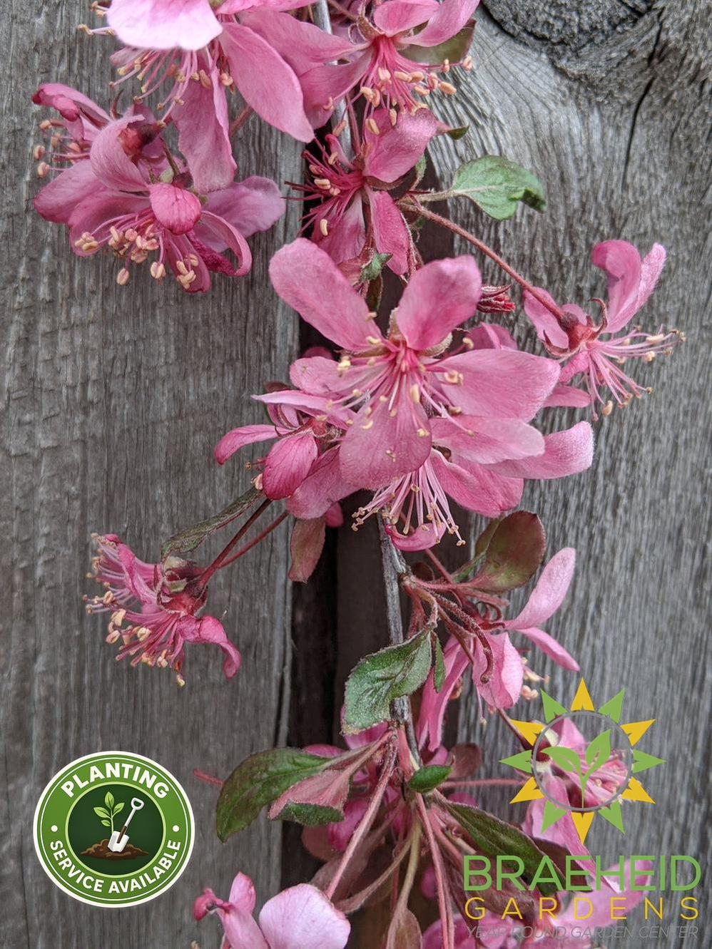 Rosy Glo Weeping Crabapple- Tree for sale, Grown in Grande Prairie -Braeheid Gardens Ltd. on Emerson Trail