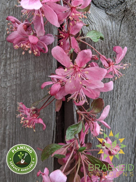 Rosy Glo Weeping Crabapple- Tree for sale, Grown in Grande Prairie -Braeheid Gardens Ltd. on Emerson Trail