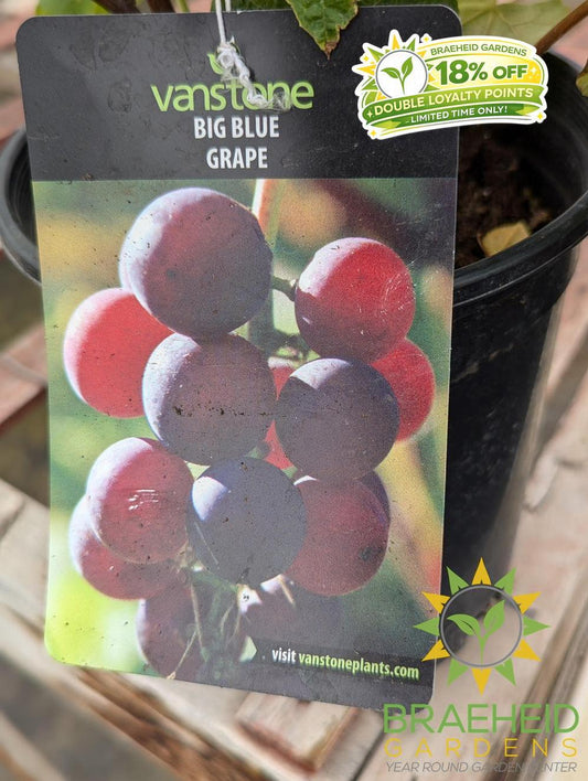 Buy Big Blue Grape - NO SHIP - an Vine in Grande Prairie Alberta - Braeheid Gardens Ltd.