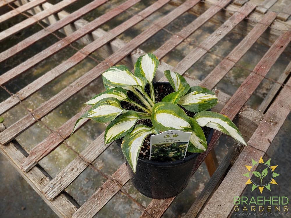 Hosta 'Lakeside Cupcake' -NO SHIP -