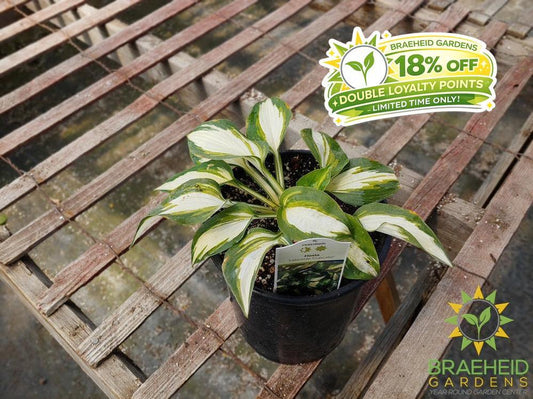 Hosta 'Lakeside Cupcake' -NO SHIP -