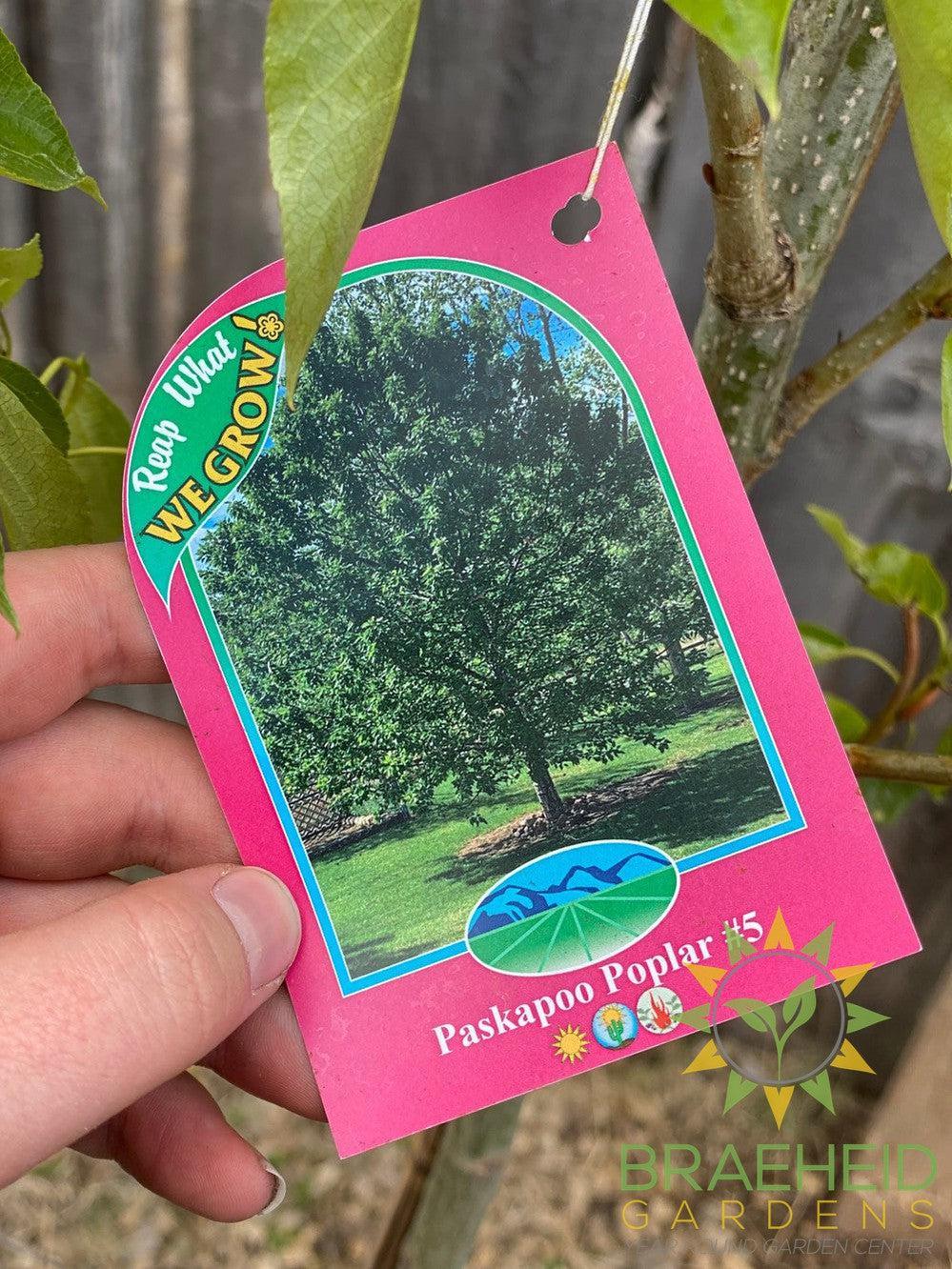 Polapoo Plant Paskapoo Poplar – Braeheid Gardens Ltd.